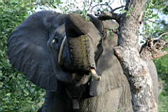 elephants gomo gomo IMG_4932.JPG